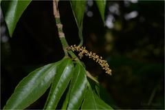 Excoecaria crenulata